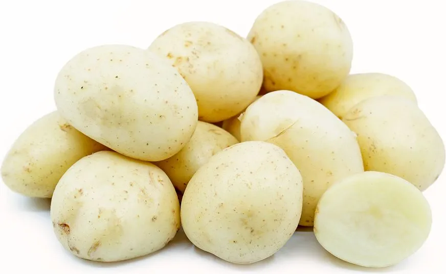 Papa Blanca