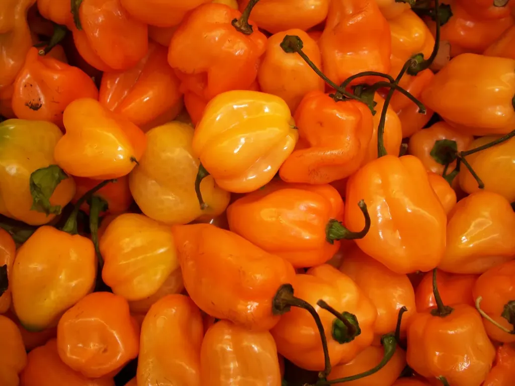 Chile Habanero