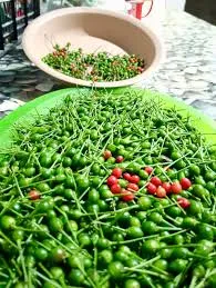 Chile Piquin